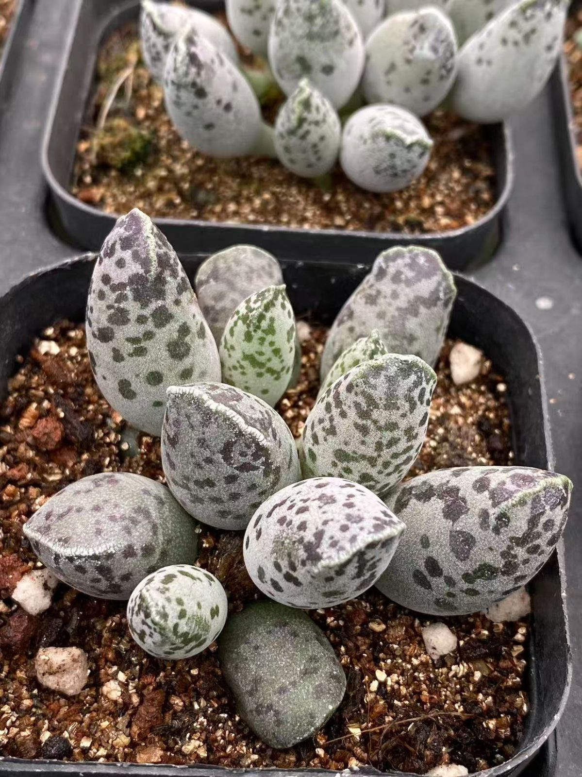 ZM1742×50 フェスティブス 抜き苗 多肉植物 アエオニウム エケベリア 韓国苗