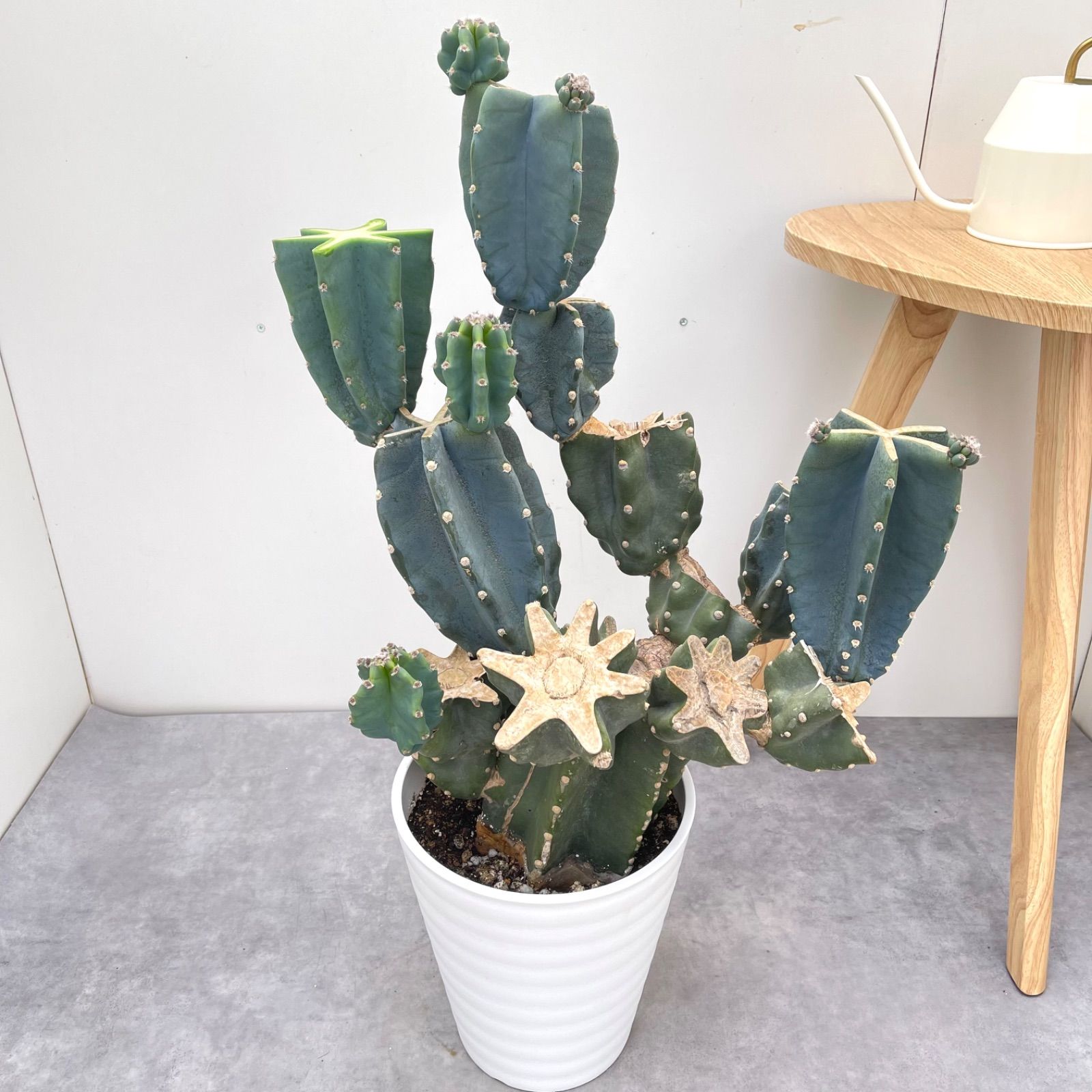 最新 HENREDON センターテーブル アメリカ製