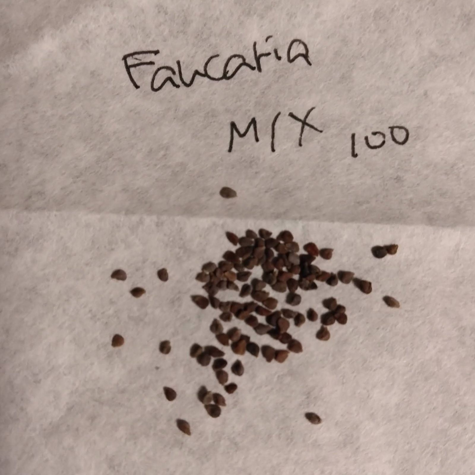 フォーカリア・ミックス種子 100粒 発芽確認済み Faucaria