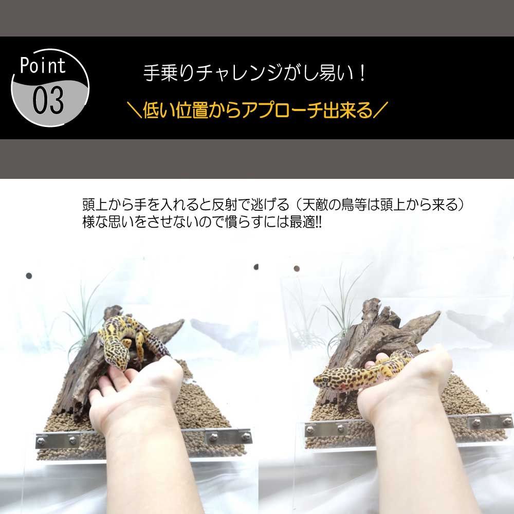アクリルで描いたヒョウモントカゲモドキ ✨️新入荷✨️】 ヒョウモントカゲモドキ 新しいレオパ達が