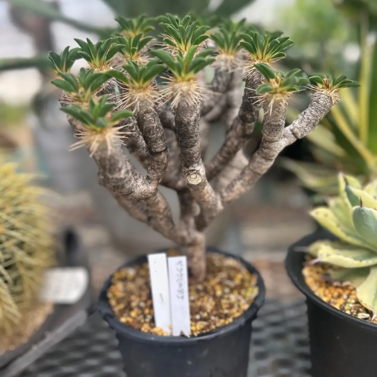 スペシャル特典 ギラウミニアナ ユーフォルビア属 マダガスカル原産 抜き苗にて 塊根植物・コーデックス
