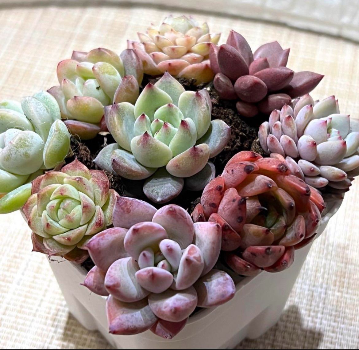 No.5 エケベリア 多肉植物 爪が可愛いピンクセット 韓国苗 輸入苗