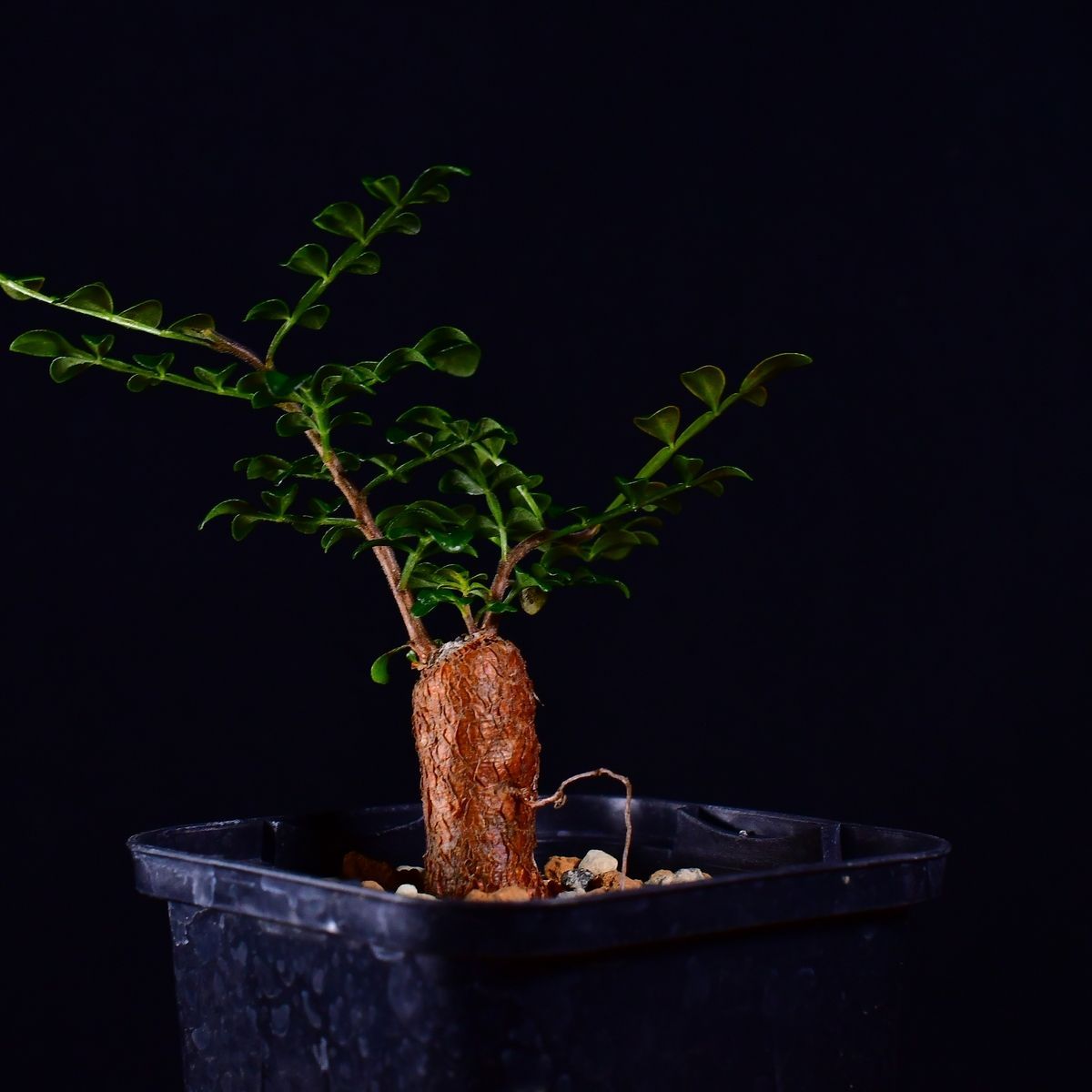 オペルクリカリア デカリー Operculicarya decaryi 根挿し 3X5 根挿し