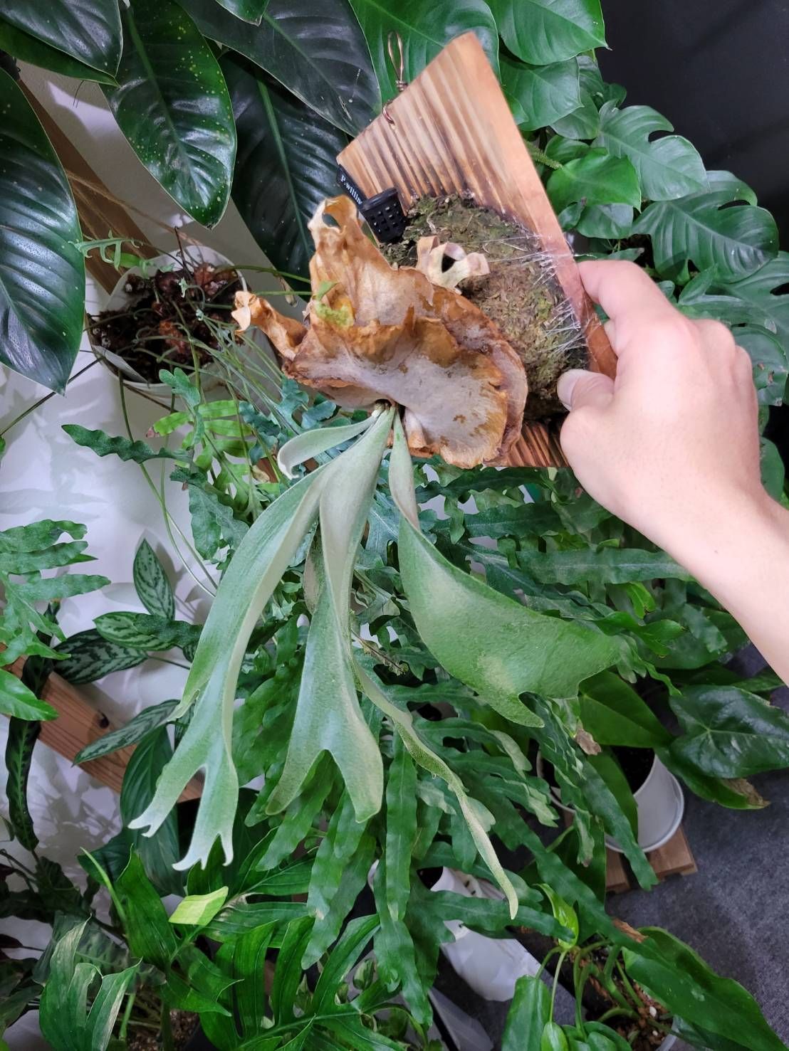 No.93 ビカクシダ フィンガーダンサー リドレイドワーフ 板付け セット