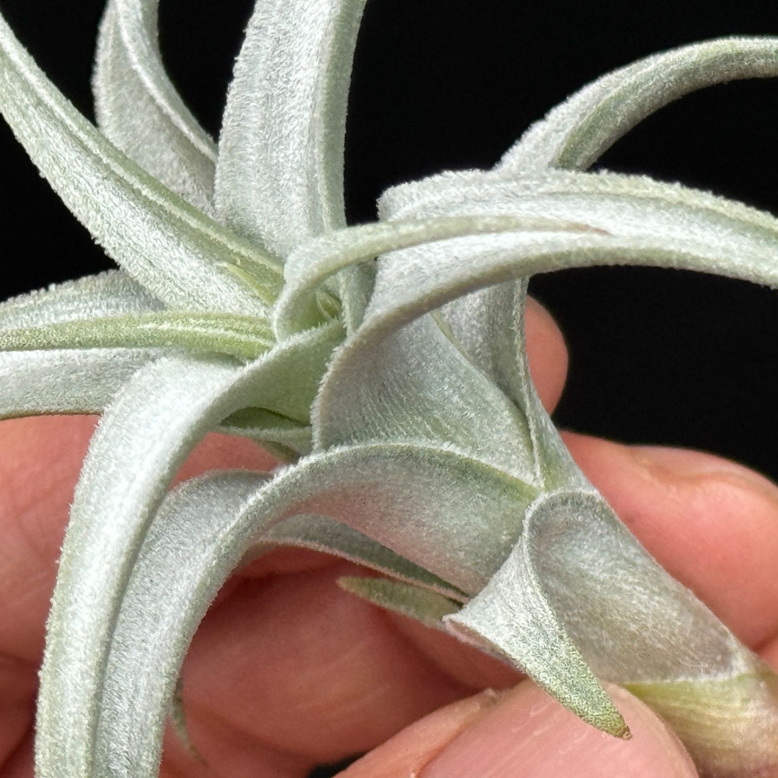 白銀の輝き＆クネリ＊チランジア ハセイ Tillandsia hasei＊エア