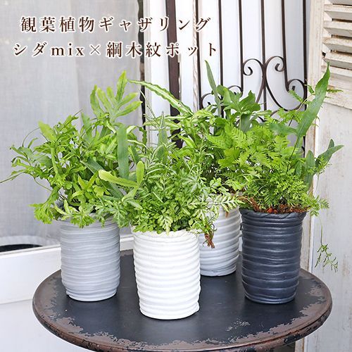 現品販売 観葉植物ギャザリング シダmix 綱木紋フラワーポットS