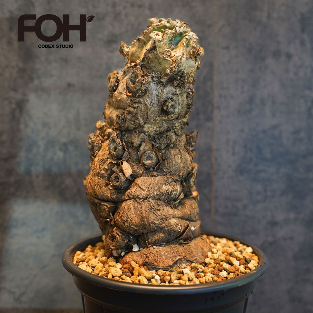 ユーフォルビア　ムランジーナ　発根済　大株 ようやく、 3株目にして ようやく発根させられたムランジーナ