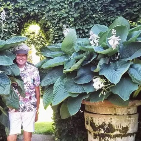ホスタ ギボウシ エンプレスウー 4号ロング苗 宿根草 多年草 庭植え