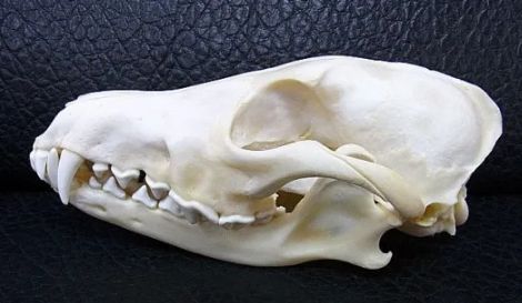 高品質！ コヨーテの頭骨 高品質！ コヨーテの頭骨 オファー