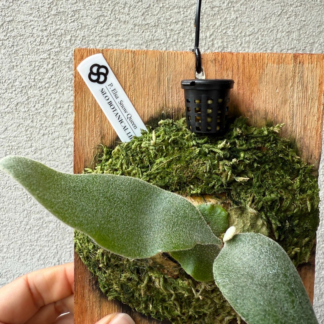 観葉植物 P.Elsa OC エルサ オリジナルからの株分け子株