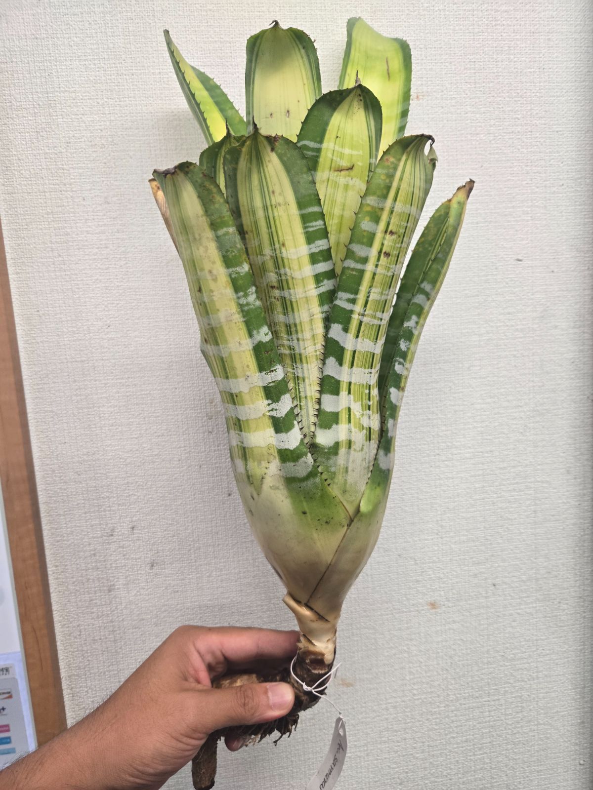 現物「ナツメヤシ」10号 Phoenix dactylifera デーツパーム