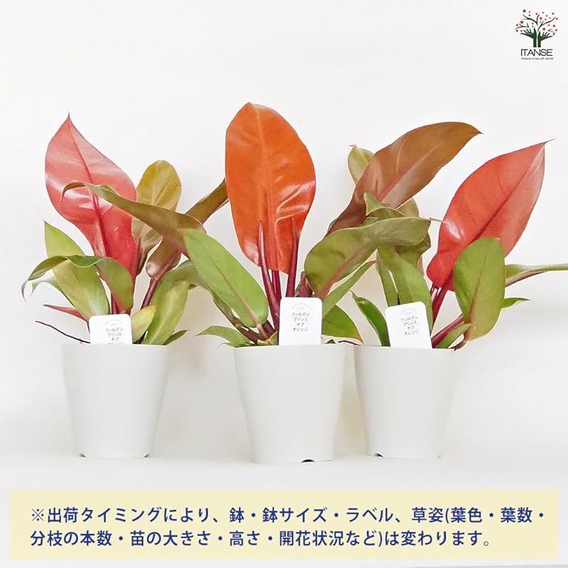 Orange サトイモ科