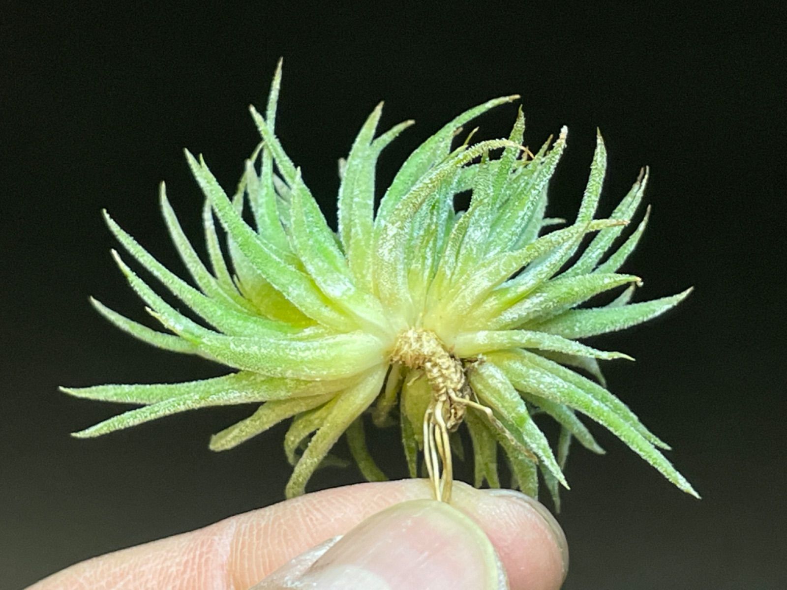 メルカリshops ティランジア イオナンタ モンストローズ Ionantha Monstrose