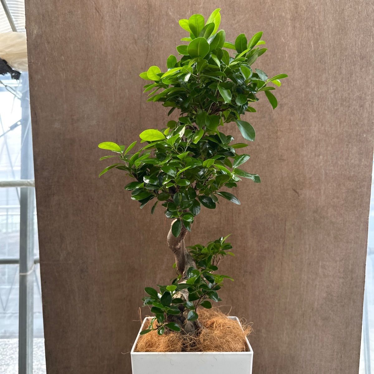 現品】ガジュマル 8号 黒鉢 （1） ガジュマル 8号 | 観葉植物通販