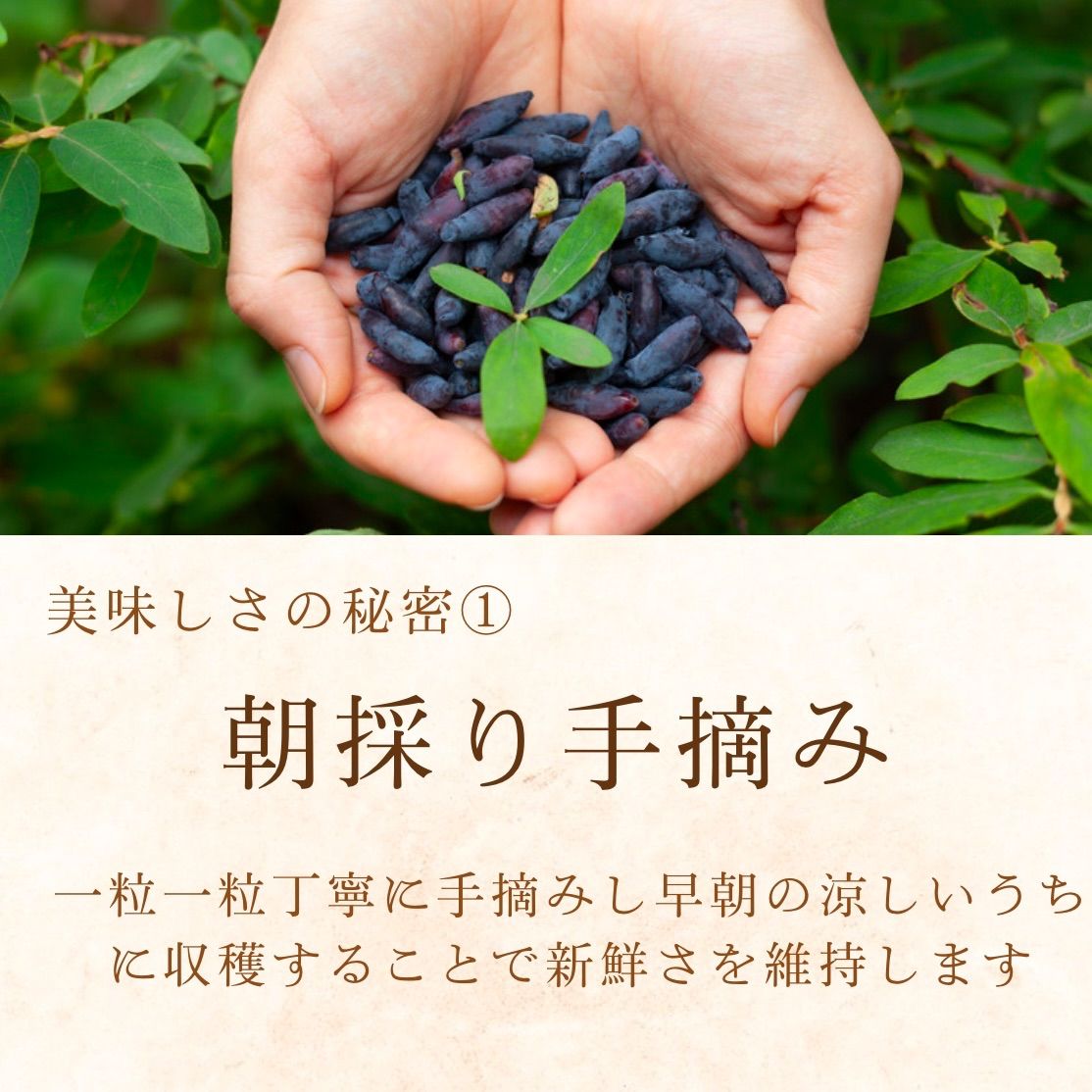 ハスカップ 3キロ ハスカップ 3キロ ちこたん 醗酵ハスカップ 500g