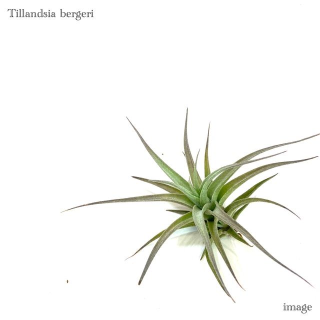 メルカリshops チランジア ベルゲリ エアープランツ ティランジア Bergeri