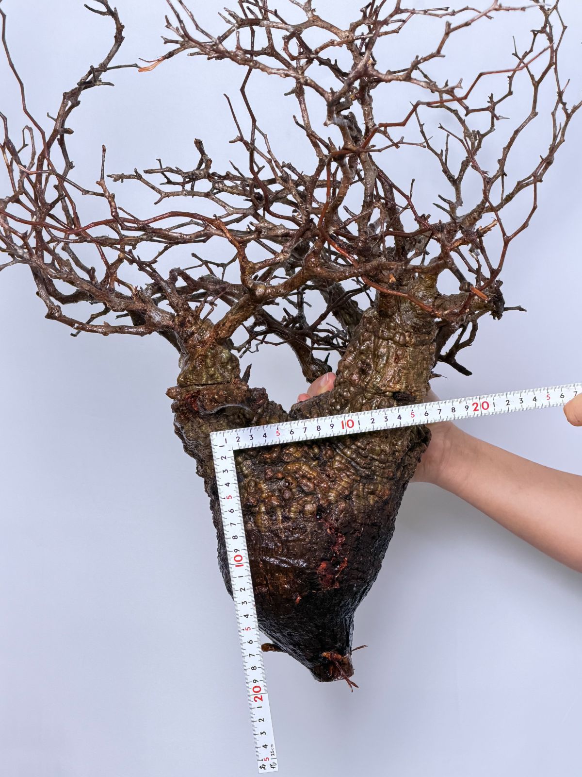 パキプス ベアルート株