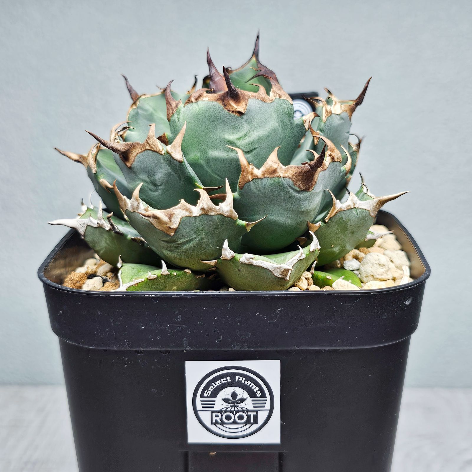 アガベ ウェベリー アリゾナスター AGAVE 60㎝ アガベ アガベ ウェベリー アリゾナスター AGAVE 60㎝ アガベ