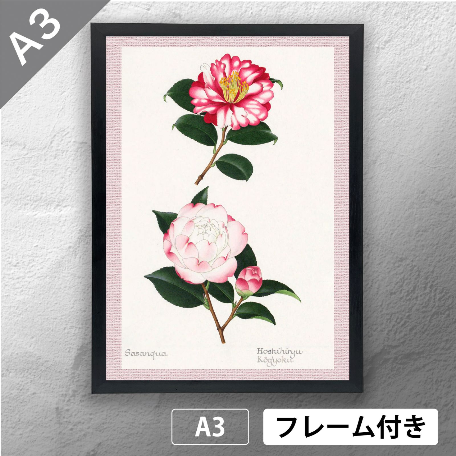 ツバキの額装品（ボタニカルアート） Amazon.co.jp: BiblioArt Series ボタニカルアート 「ピンクの