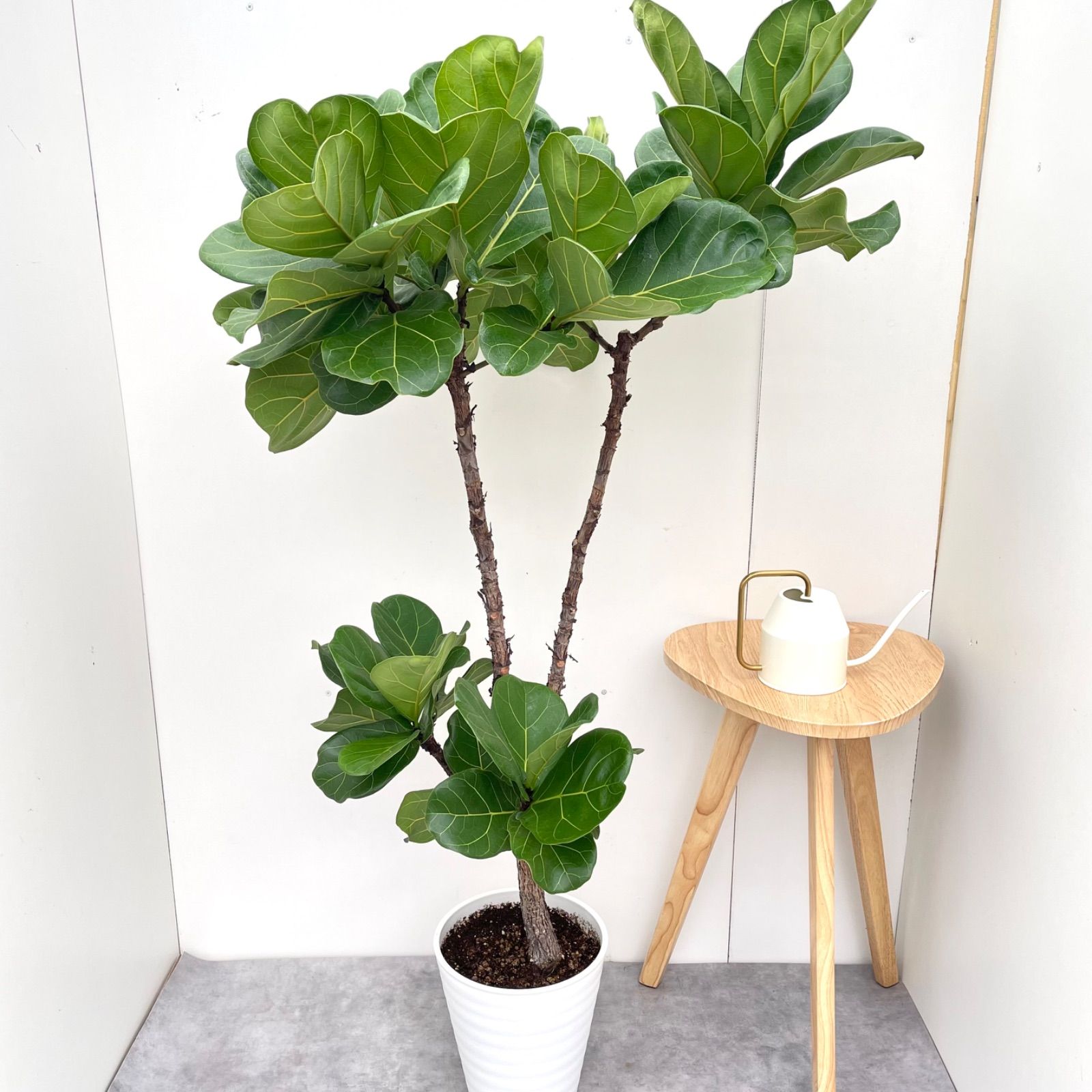 カシワバゴム フィカス リラータ 10 現品 観葉植物 大型 室内