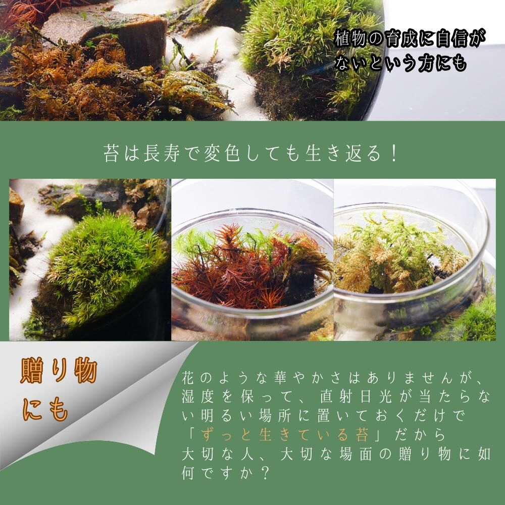 プレゼント 木化石