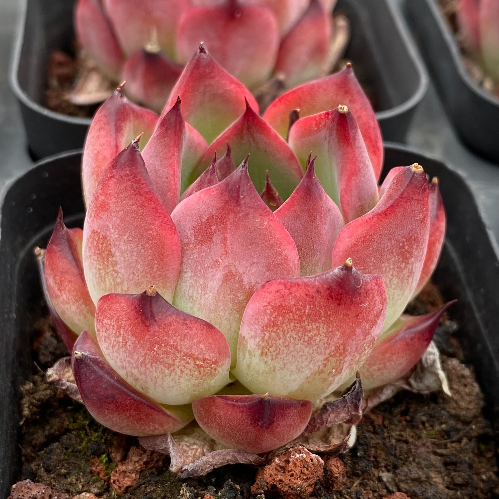 C667　数珠星錦　土鉢付き　24鉢　多肉植物 エケベリア 韓国苗 サボテン LB1328×40鉢 抜き苗 多肉植物 エケベリア サボテン 韓国苗 新