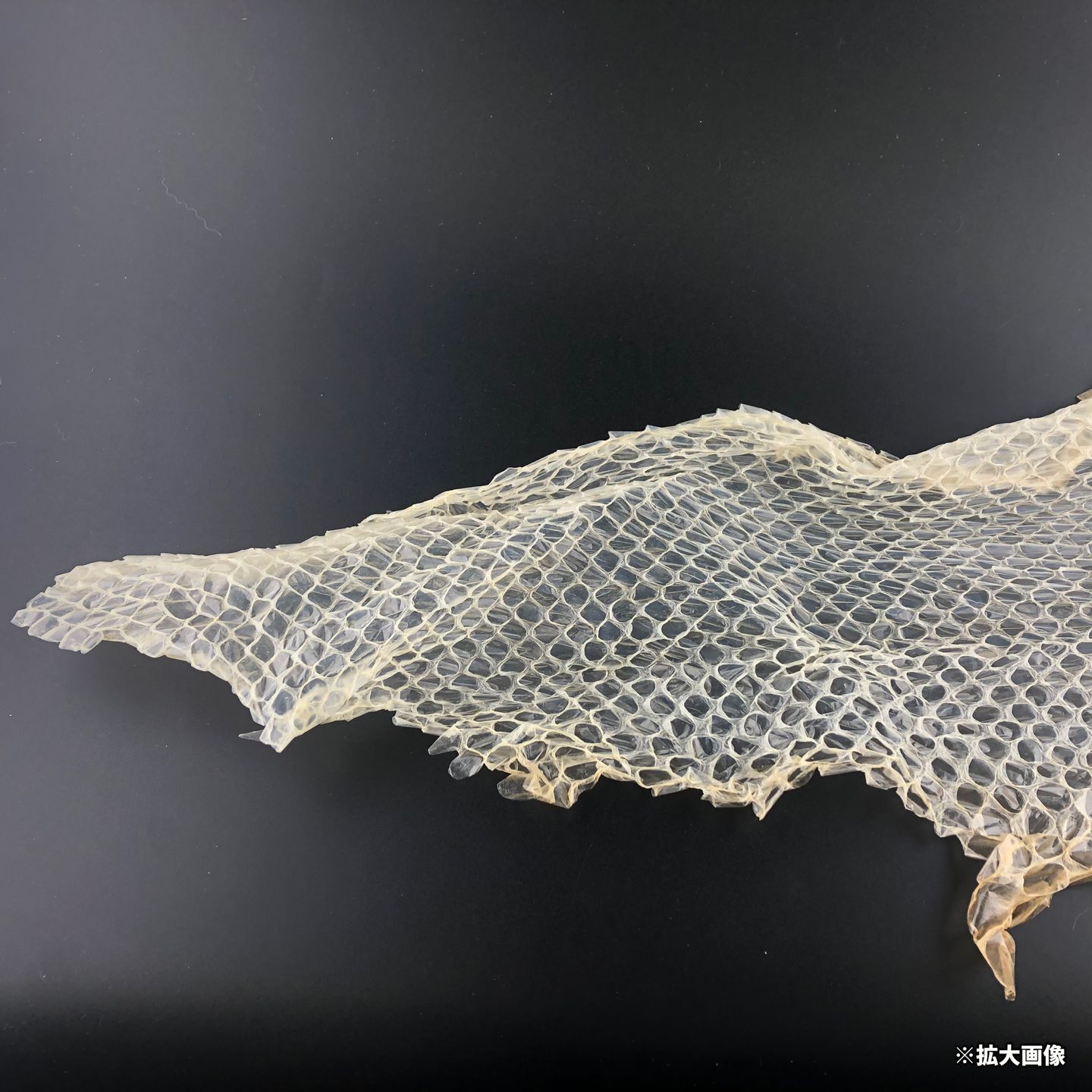 大蛇の抜け殻 ゴールデンパイソン アルビノ 金運 M-1 - メルカリ