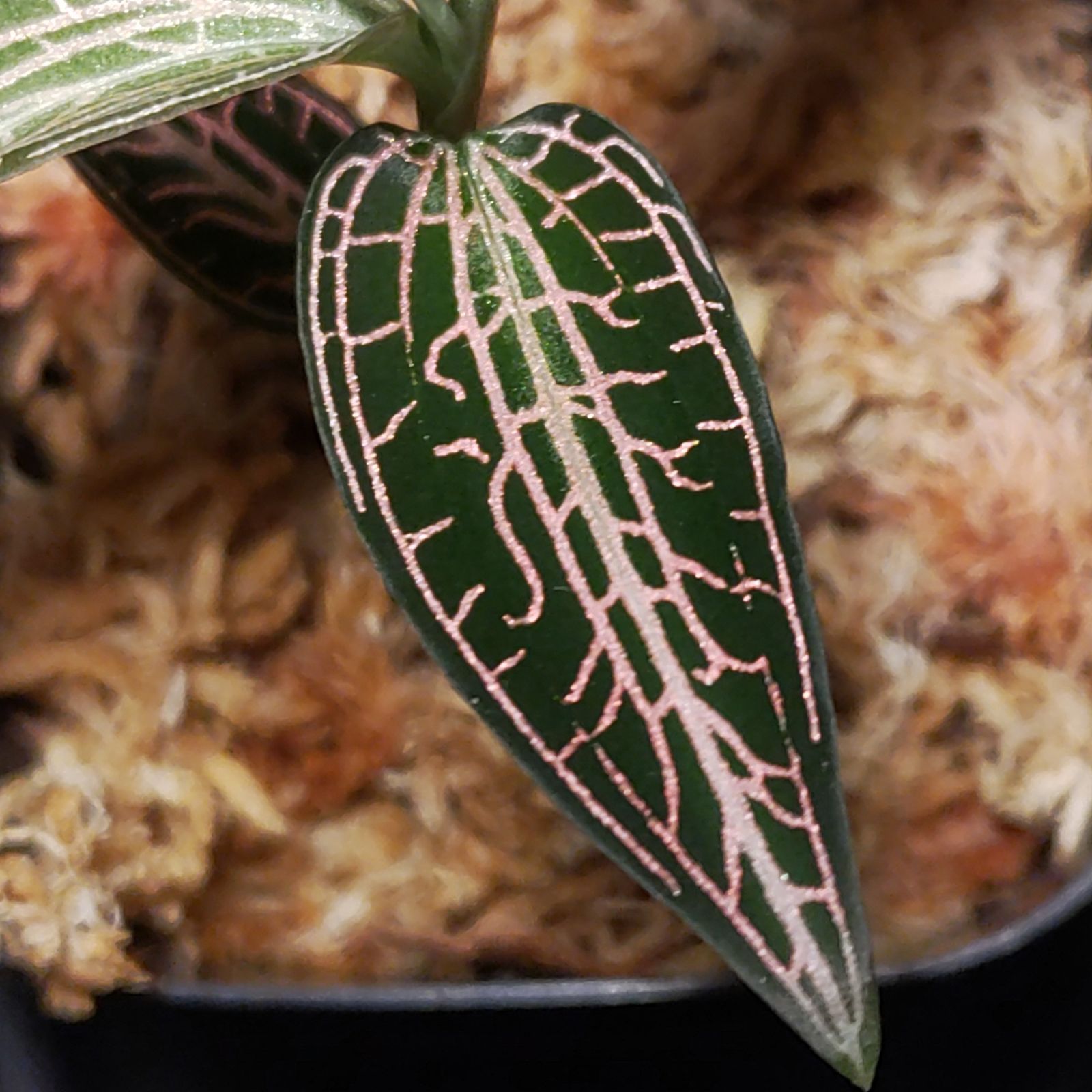 グッディエラsp. 'レッドルビー' ジュエルオーキッド - メルカリ