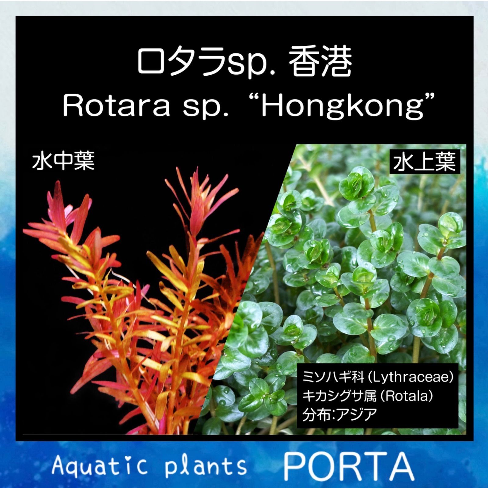 水草 ロタラ sp. 香港 水上葉 10本