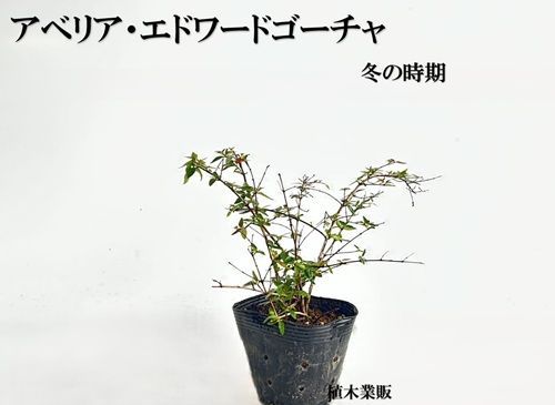 30本セット アベリア エドワードゴーチャ樹高0.2m前後12cmポット