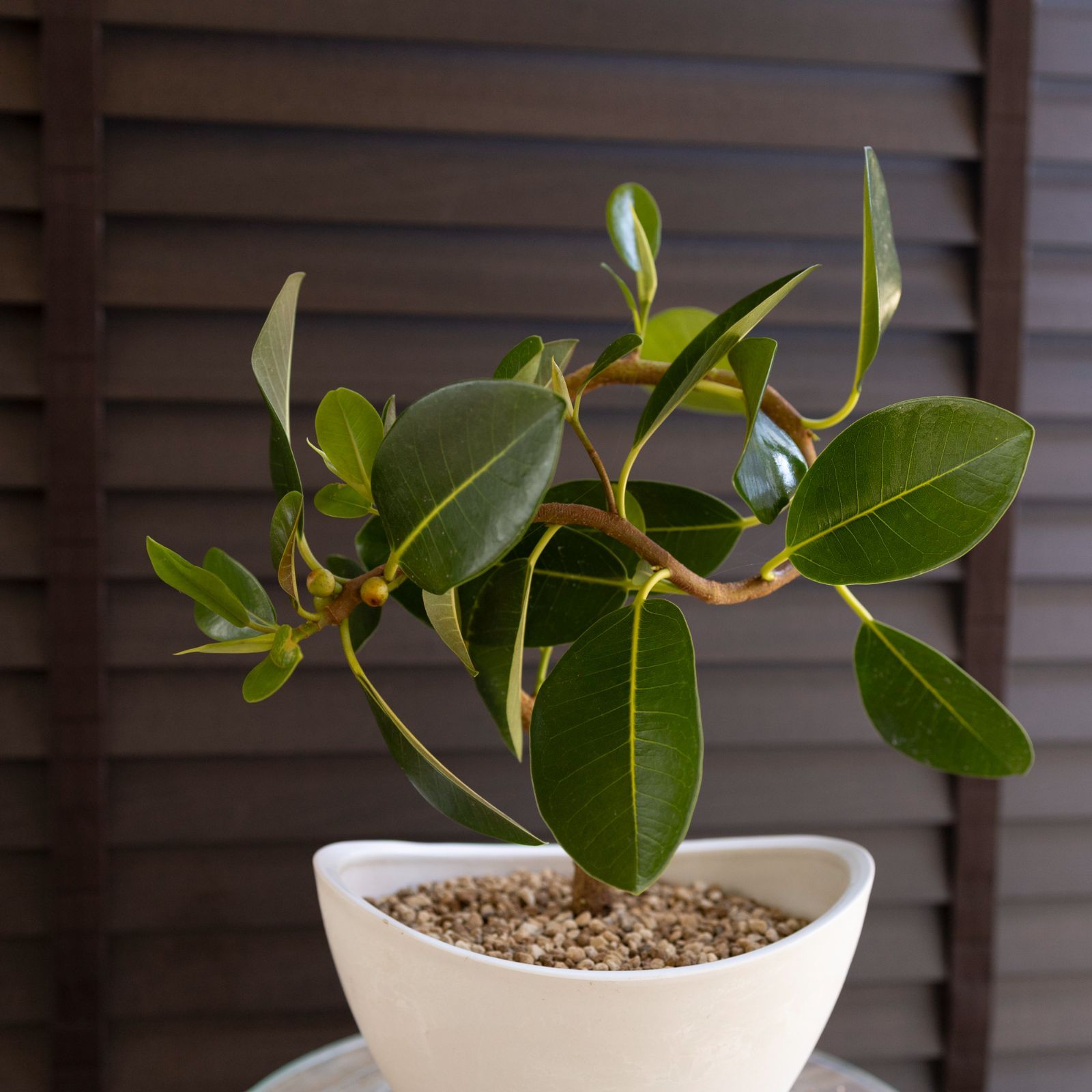 フィカス ルビギノーサ 曲げ仕立て フランスゴムの木 Rubiginosa 観葉