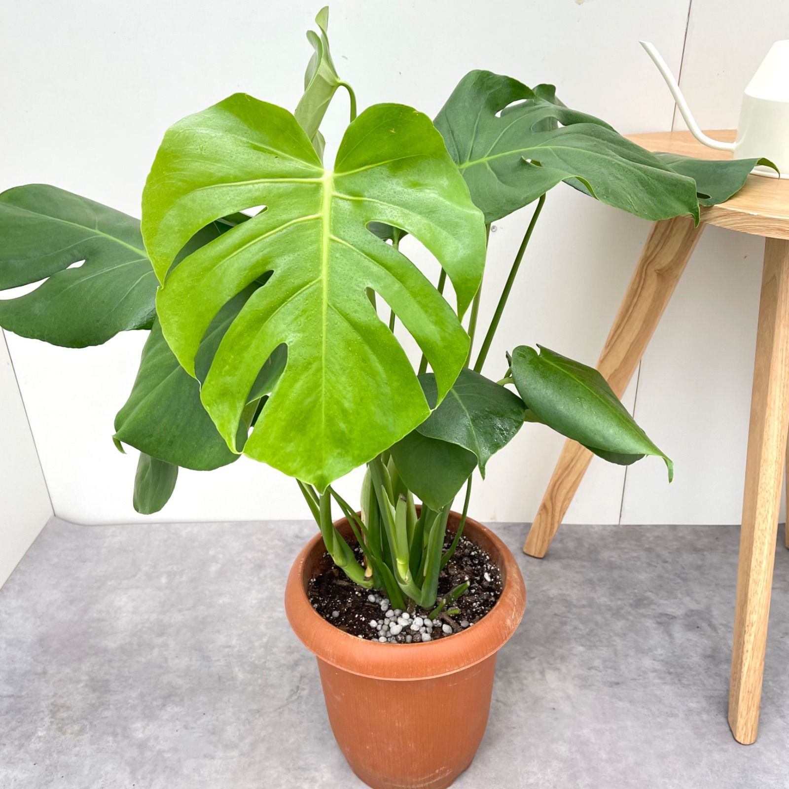 モンステラ 7【現品】観葉植物 室内 大型