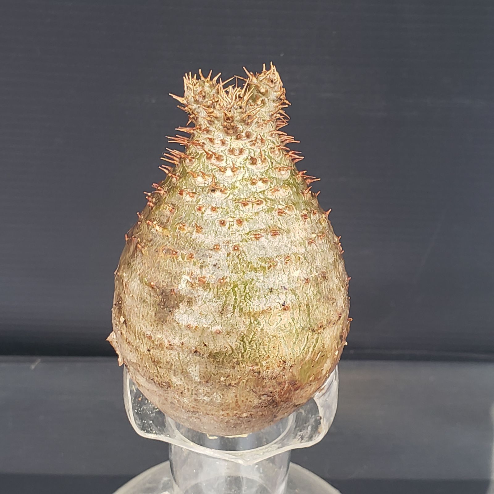 Z229【最新到着】Pachypodium グラキリス（S）（現地球・抜き苗