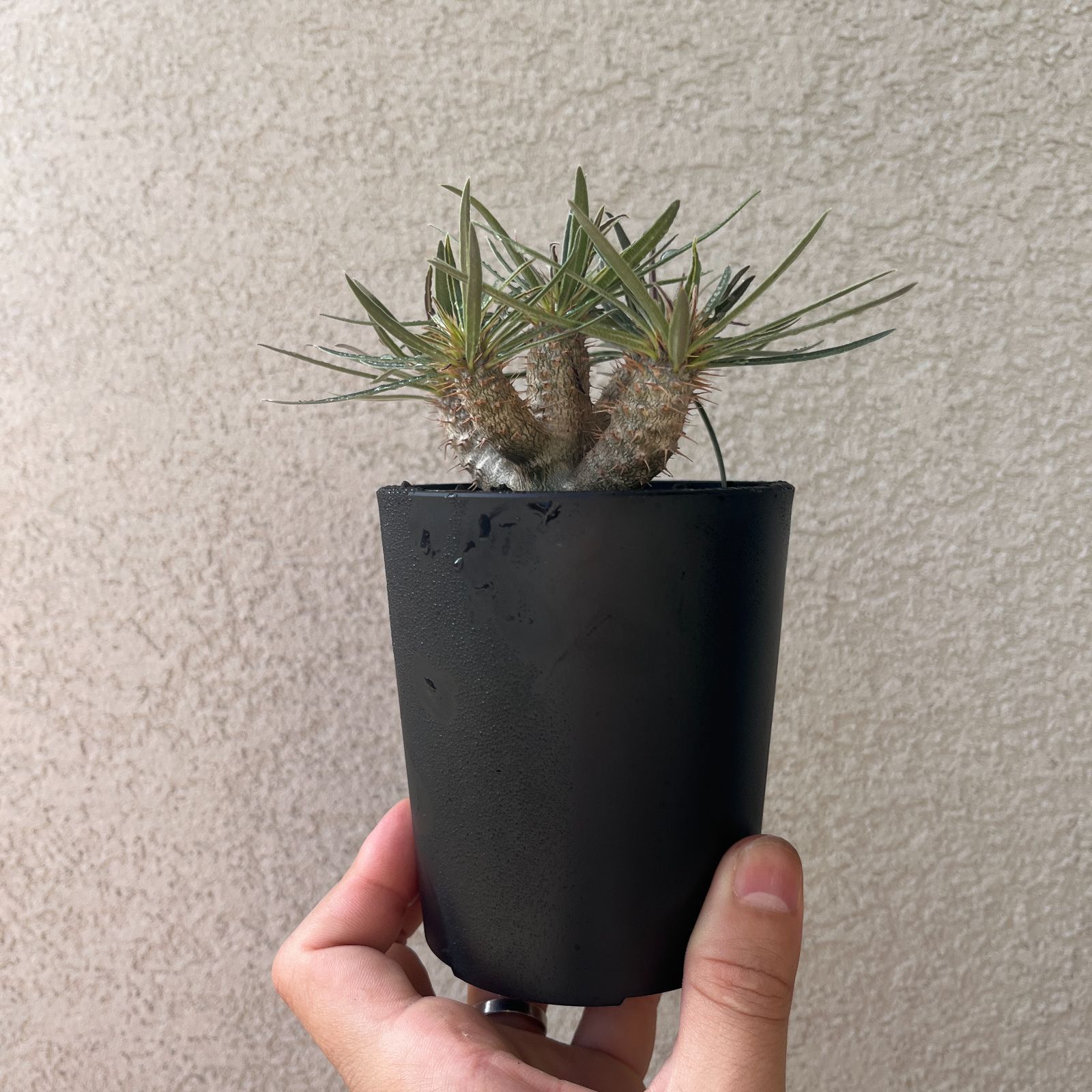 多頭パキポディウム・グラキリス 実生株3年｜Pachypodium