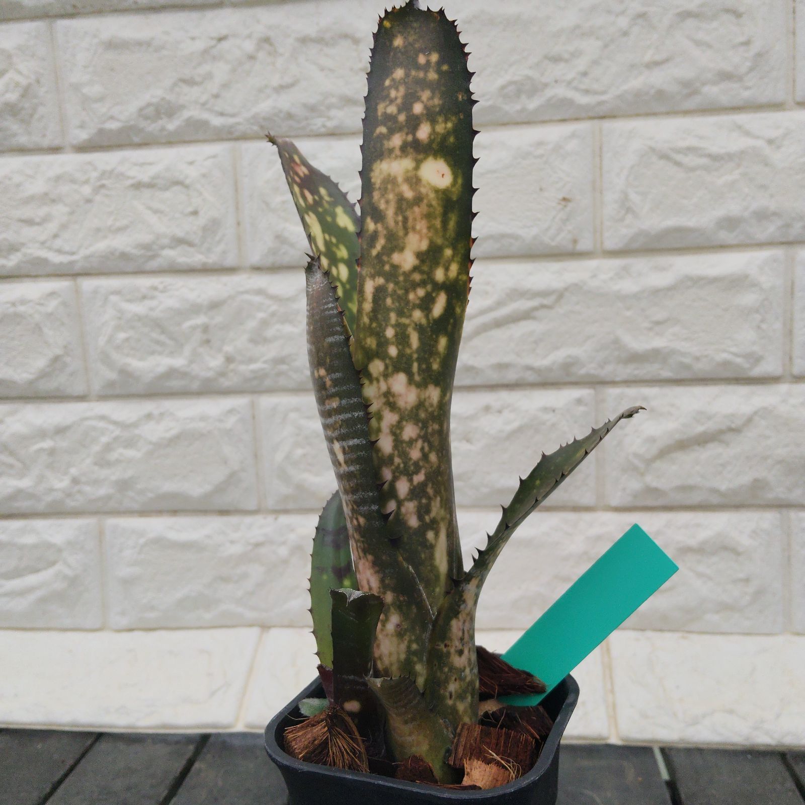 古伊万里 青白 波型鉢 菊花柄