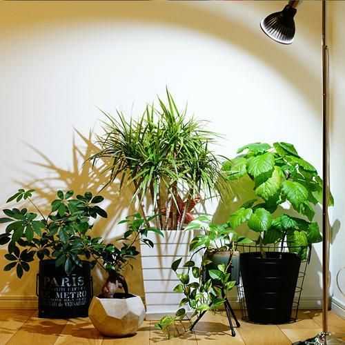 植物育成灯 アクアリウム
