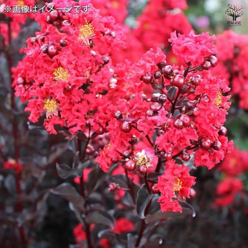 クリムソンレッド