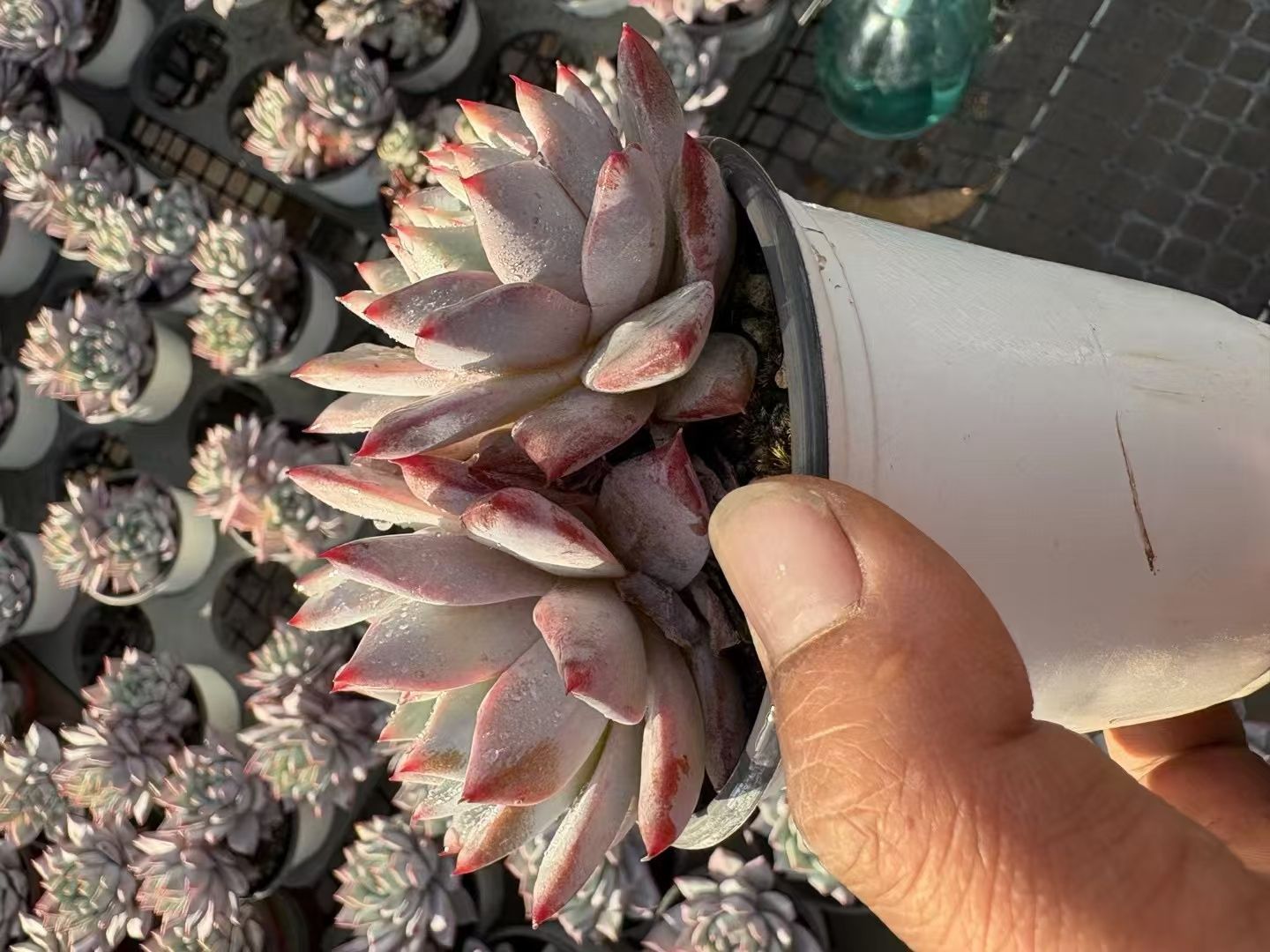 36株の抜き苗セット】ブルーバード 多肉植物 佐川急便発送 エケベリア 36株の抜き苗セット】ブルーバード 多肉植物 佐川急便発送 エケベリア