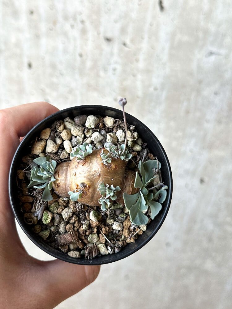 A110【自社養生株】ラフィオナクメ プロクンベンス（現地球・発根株