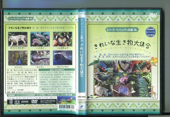 ジュリィー JULLY  DVD CD 8点セット セル版 特典 サンプル 六月の勝利の歌を忘れない～日代表,真実の三十日間ドキュメント