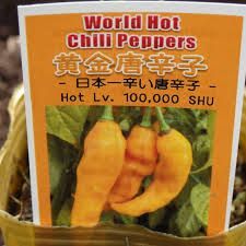 メルカリshops レア 日本一 辛くて美しい 黄金唐辛子の種 約10粒 固定種