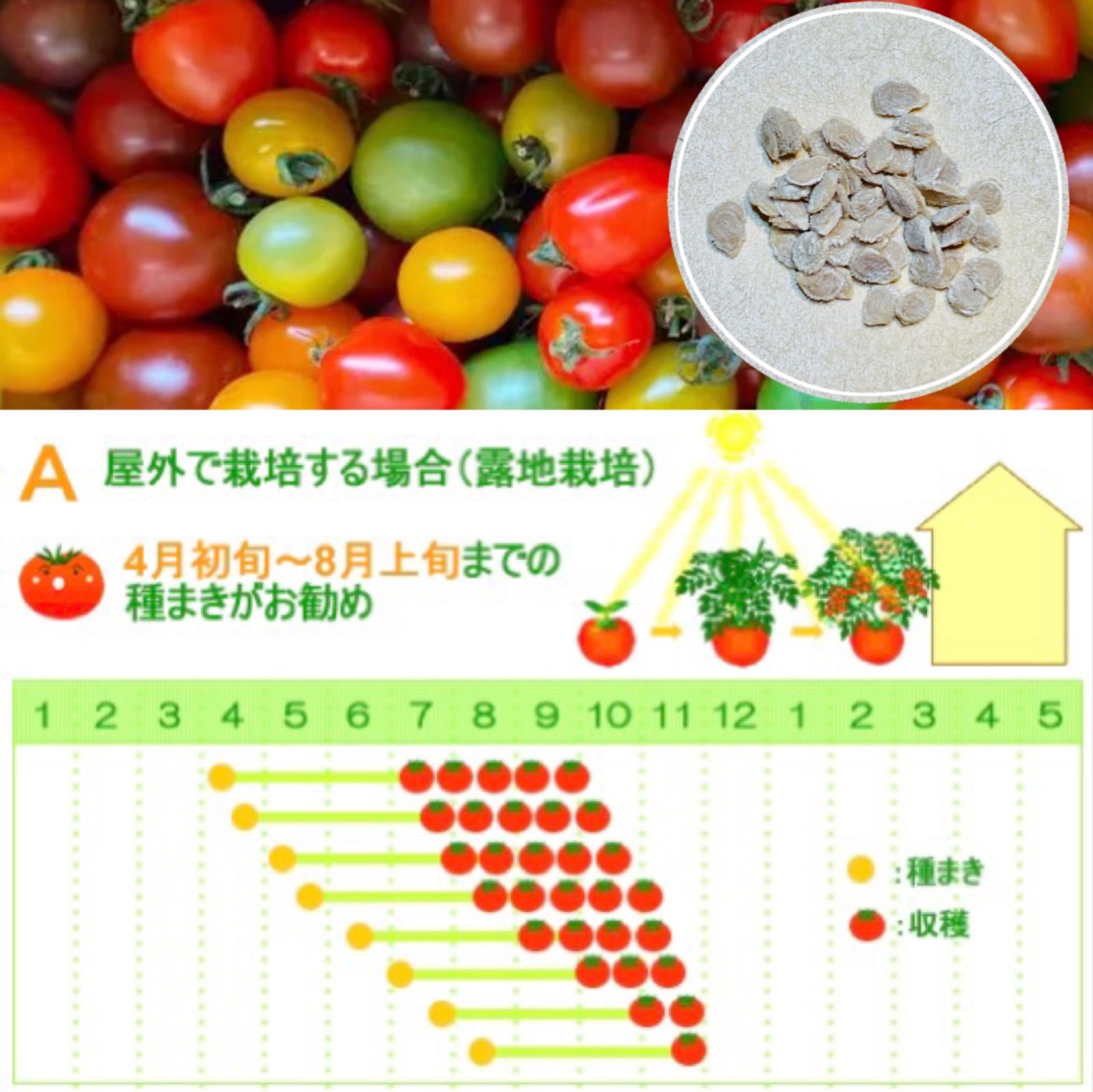 メルカリshops カラフルトマトmix 種子30粒330円 大玉 中玉 ミニ 16種トマトの種