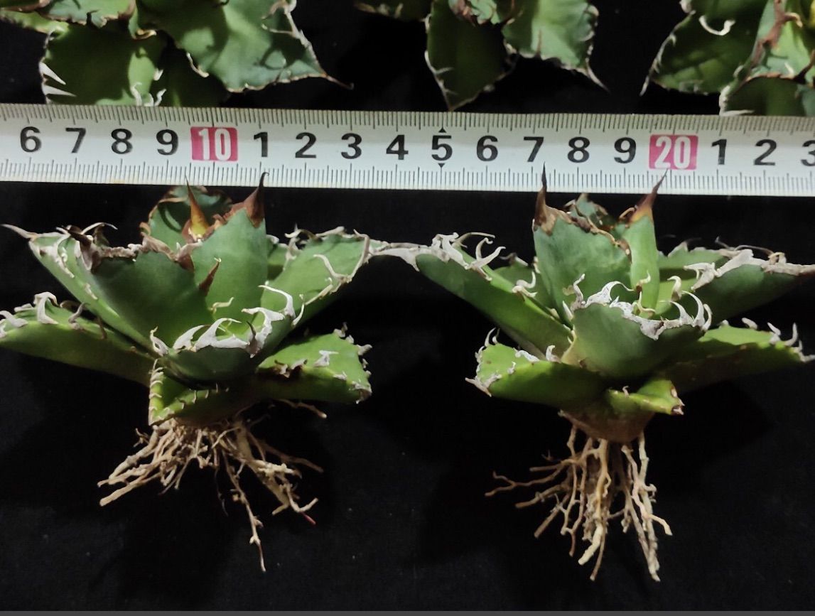 アガベ ブルーエンバー 大株 アガベ』【ブルーエンペラー