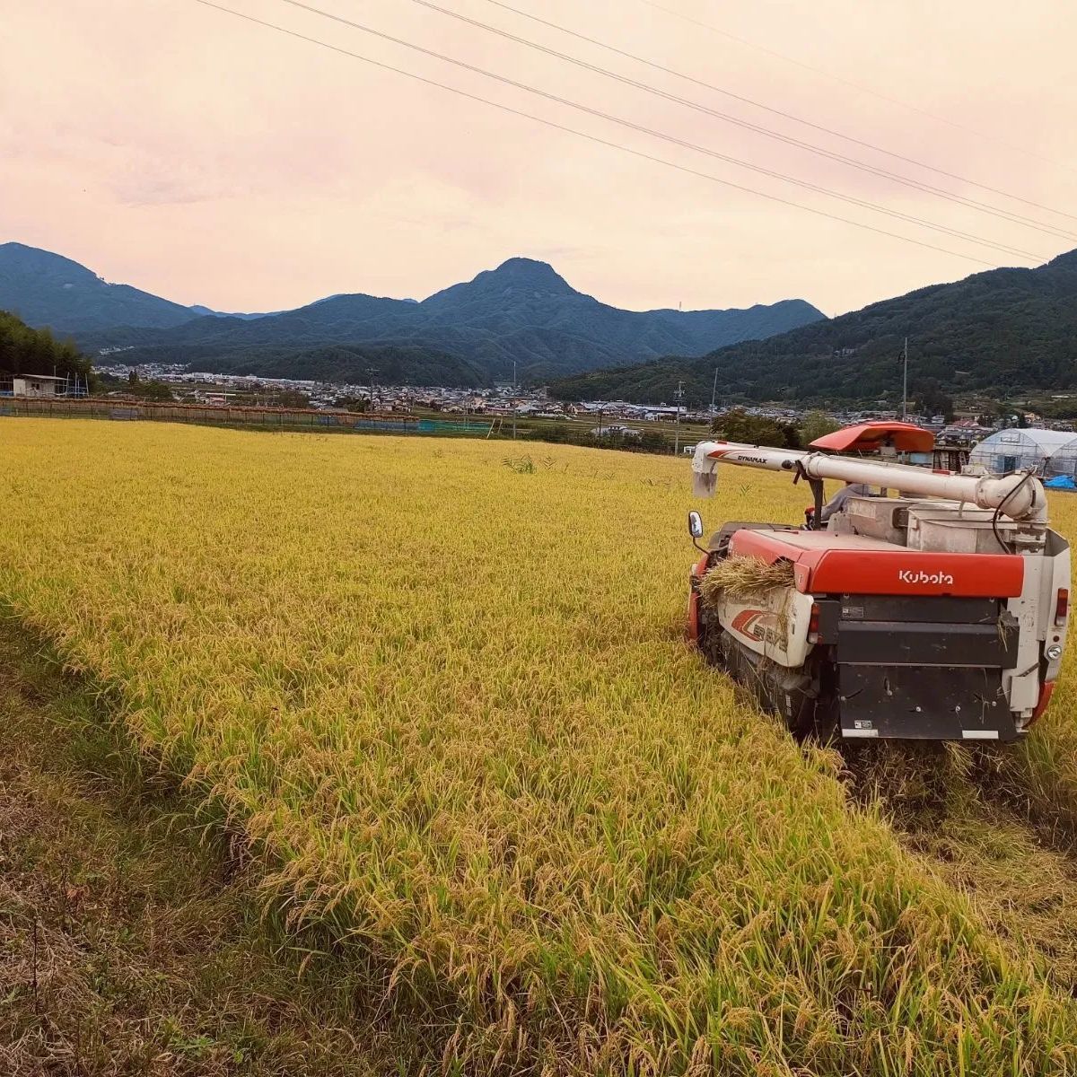 み 長野県産コシヒカリ