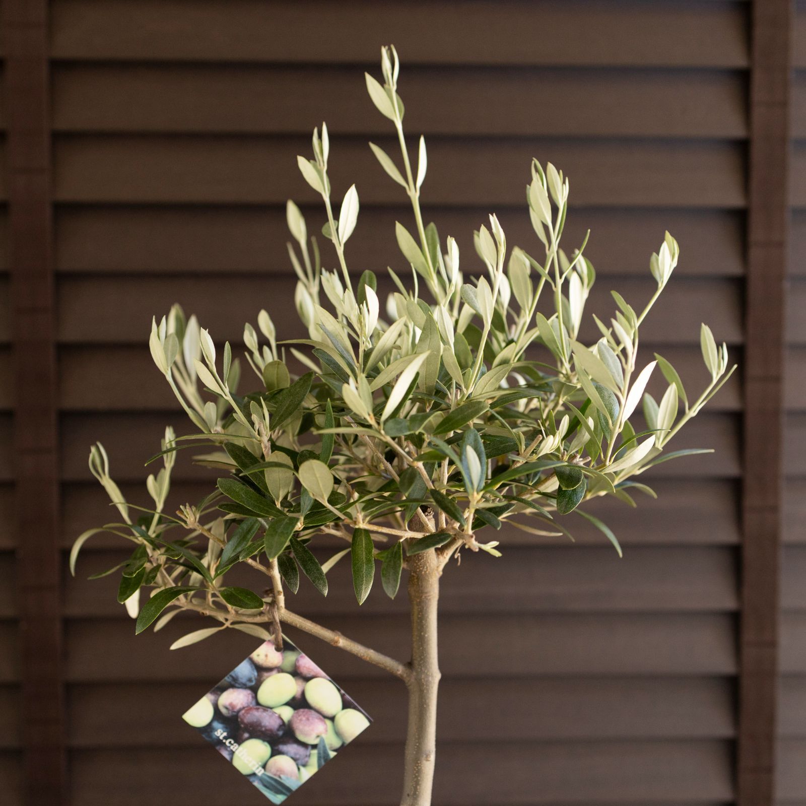 創樹 オリーブ Olive セントキャサリン 6号 陶器鉢 盆栽 SOUJU St