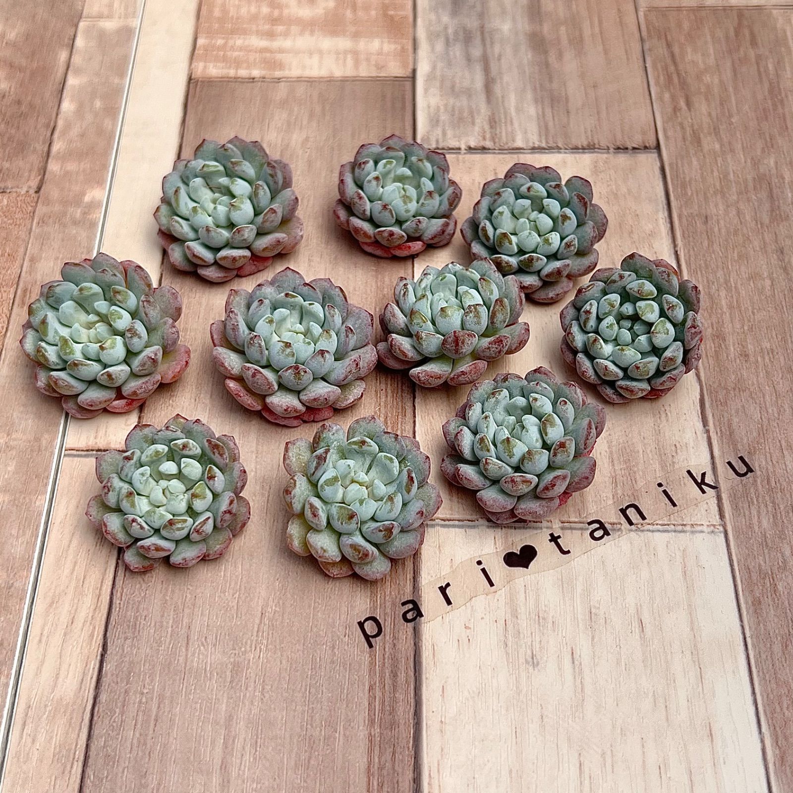 多肉植物 アモエナ ② 韓国苗 【公式通販】