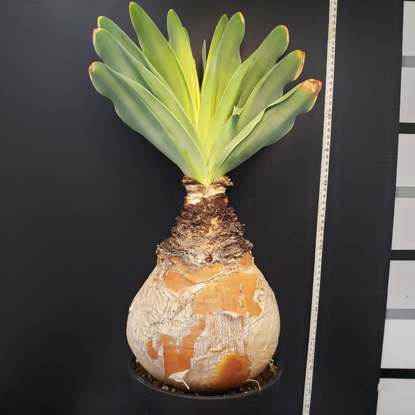 A385【自社養生株】ブーファン ハエマンソイデス（現地球・発根株