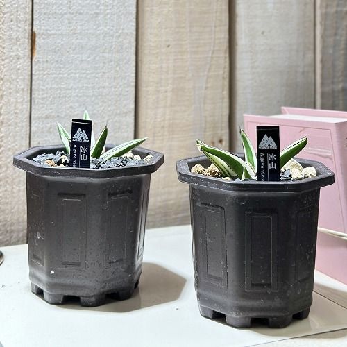 多肉植物 アガベ 氷山 3号鉢(個体おまかせ1鉢) インテリアグリーン