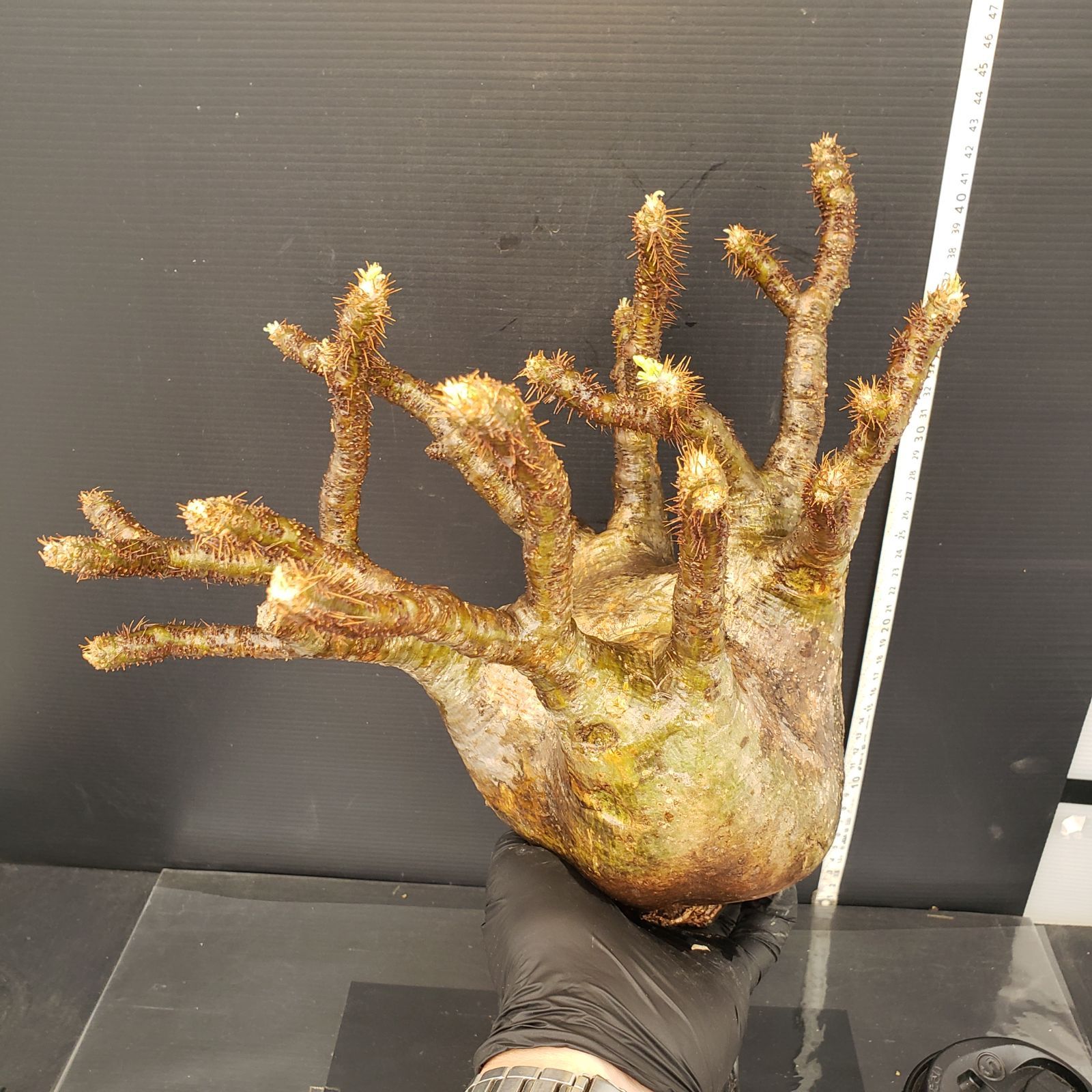 グラキリス　現地球　つぼ型　とっくり　良型　選抜　コレクション M597【最新到着】Pachypodium グラキリス（L）（現地球・抜き苗