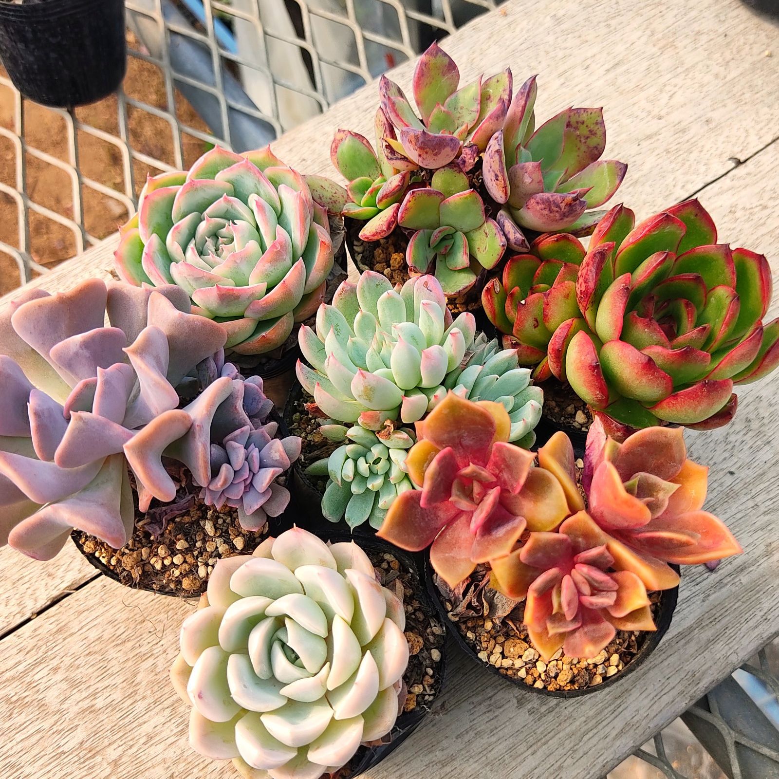 多肉植物 エケベリア 7種セット bs3 抜き苗 - メルカリ